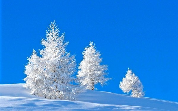 Earth Winter Blue Nature Snow Tree White HD Wallpaper | Background Image