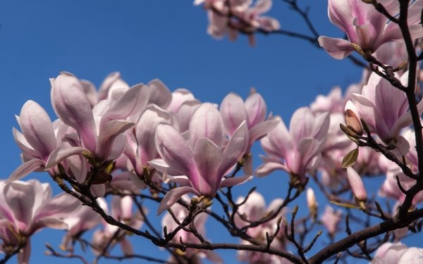 Earth Magnolia Trees Magnolia Blossom Spring HD Wallpaper | Background Image