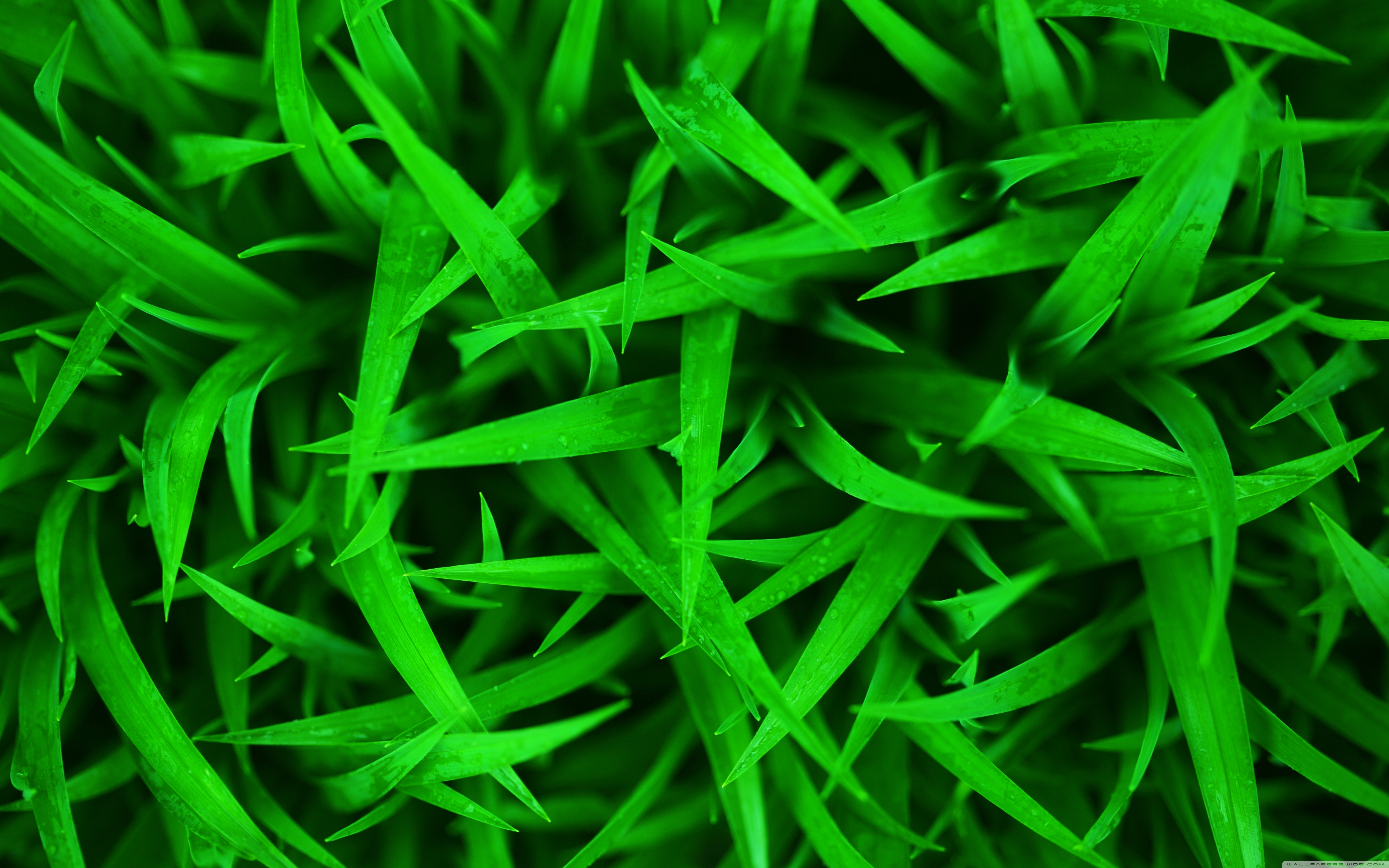 Grass 5k Retina Ultra HD Wallpaper | Background Image | 5120x3200 | ID