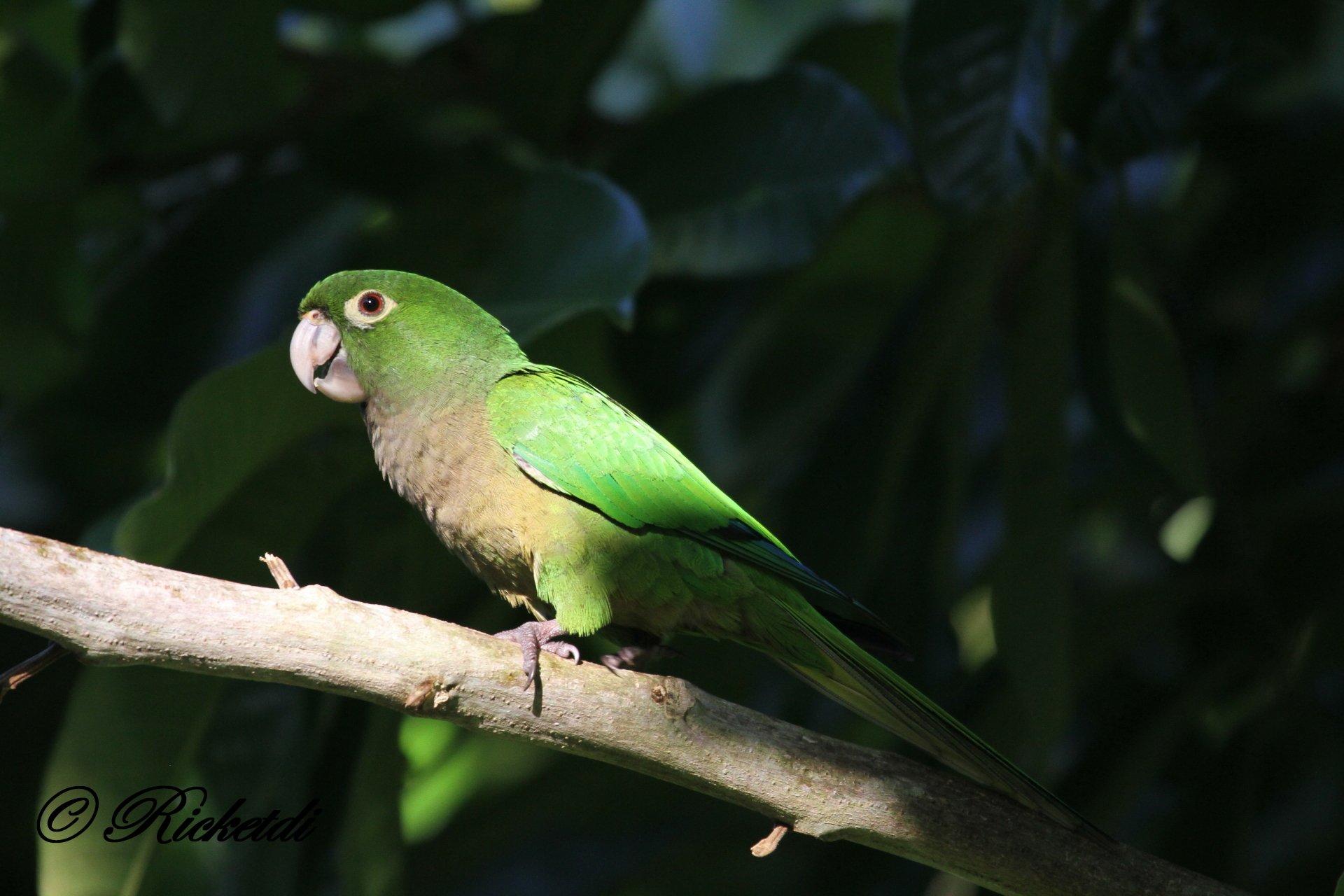 Download Parakeet Bird Parrot Animal Olive-Throated Parakeet 4k Ultra HD Wallpaper by Ricketdi