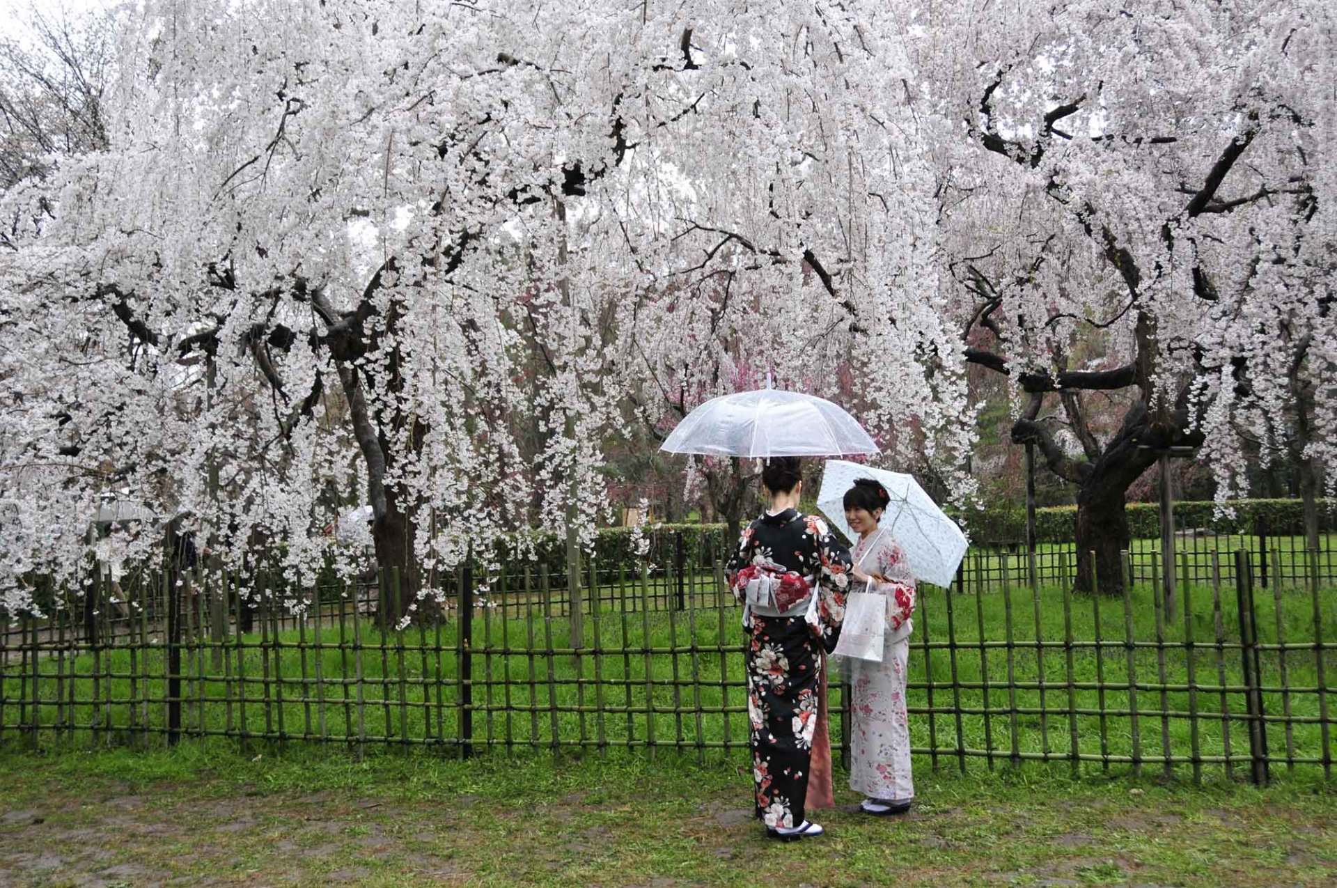A woman in a traditional kimono shares an umbrella with another woman amidst blooming cherry blossom trees, captured in a stunning HD wallpaper.