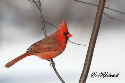 passerine bird cardinal Animal northern cardinal HD Desktop Wallpaper | Background Image