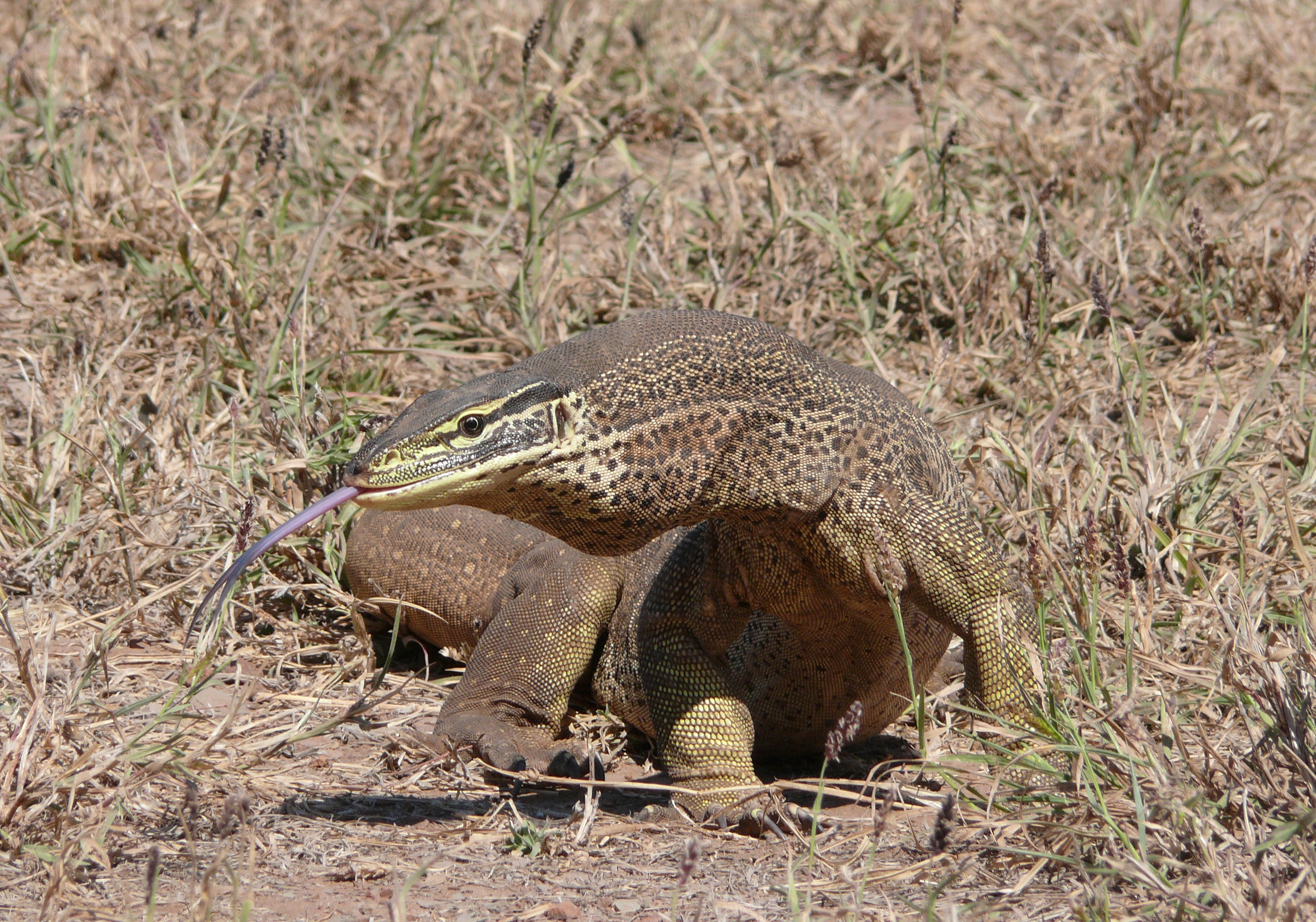 Animal Monitor Lizard HD Wallpaper | Background Image