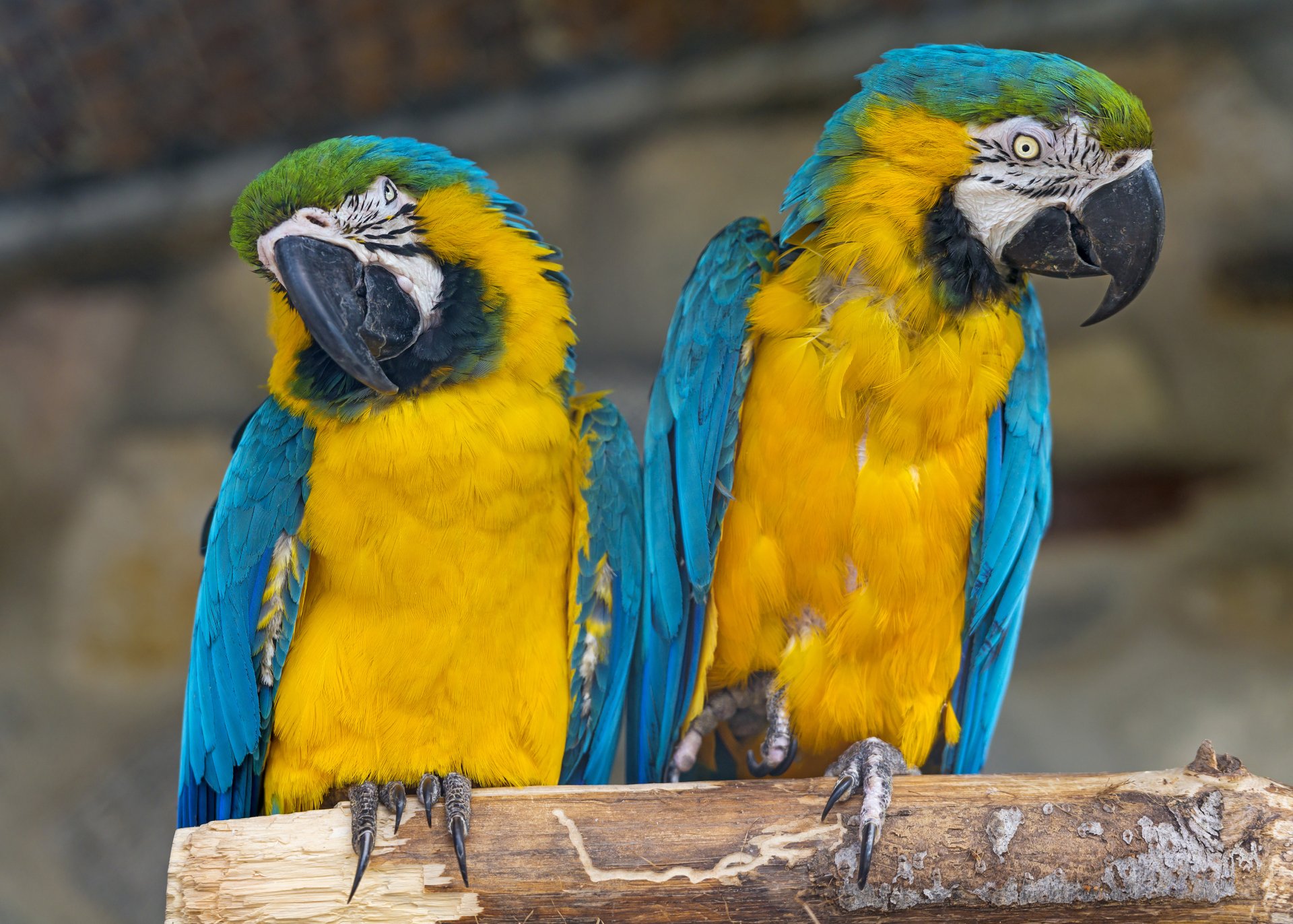壁纸 蓝色和黄色的羽毛金刚鹦鹉，鹦鹉 3840x2160 UHD 4K 高清壁纸, 图片, 照片