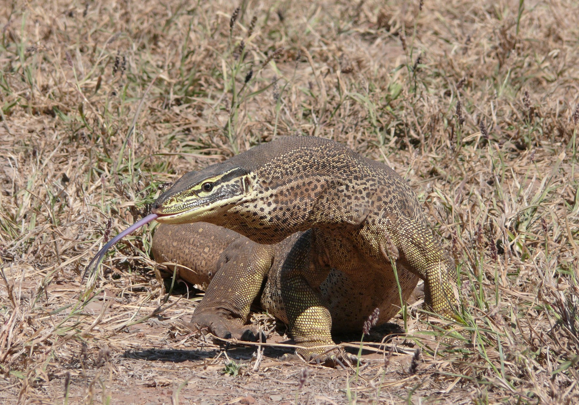 download-goanna-animal-monitor-lizard-hd-wallpaper