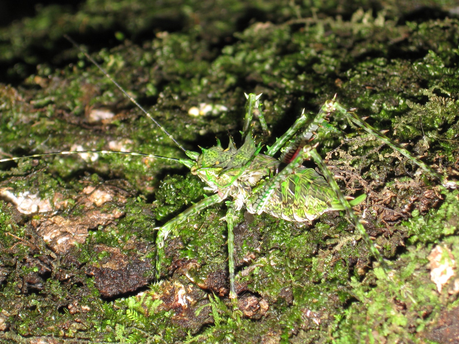 Australian Katydid