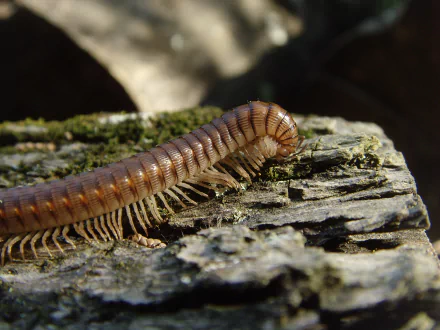 Animal millipede HD Desktop Wallpaper | Background Image