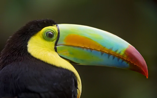 beak bird Animal toucan HD Desktop Wallpaper | Background Image