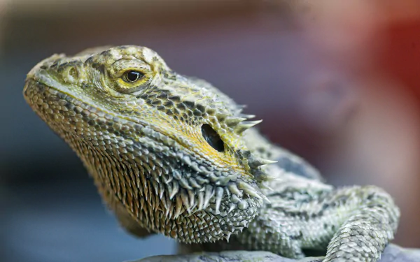 reptile Animal Bearded Dragon HD Desktop Wallpaper | Background Image