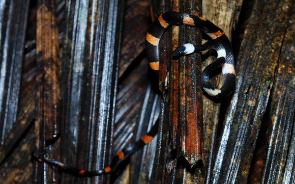 Animal snake HD Desktop Wallpaper | Background Image