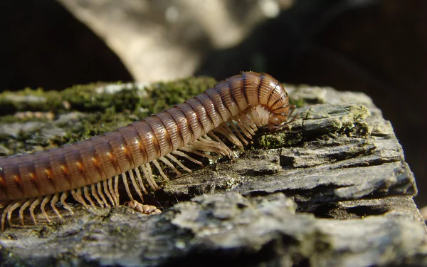 Animal millipede HD Desktop Wallpaper | Background Image