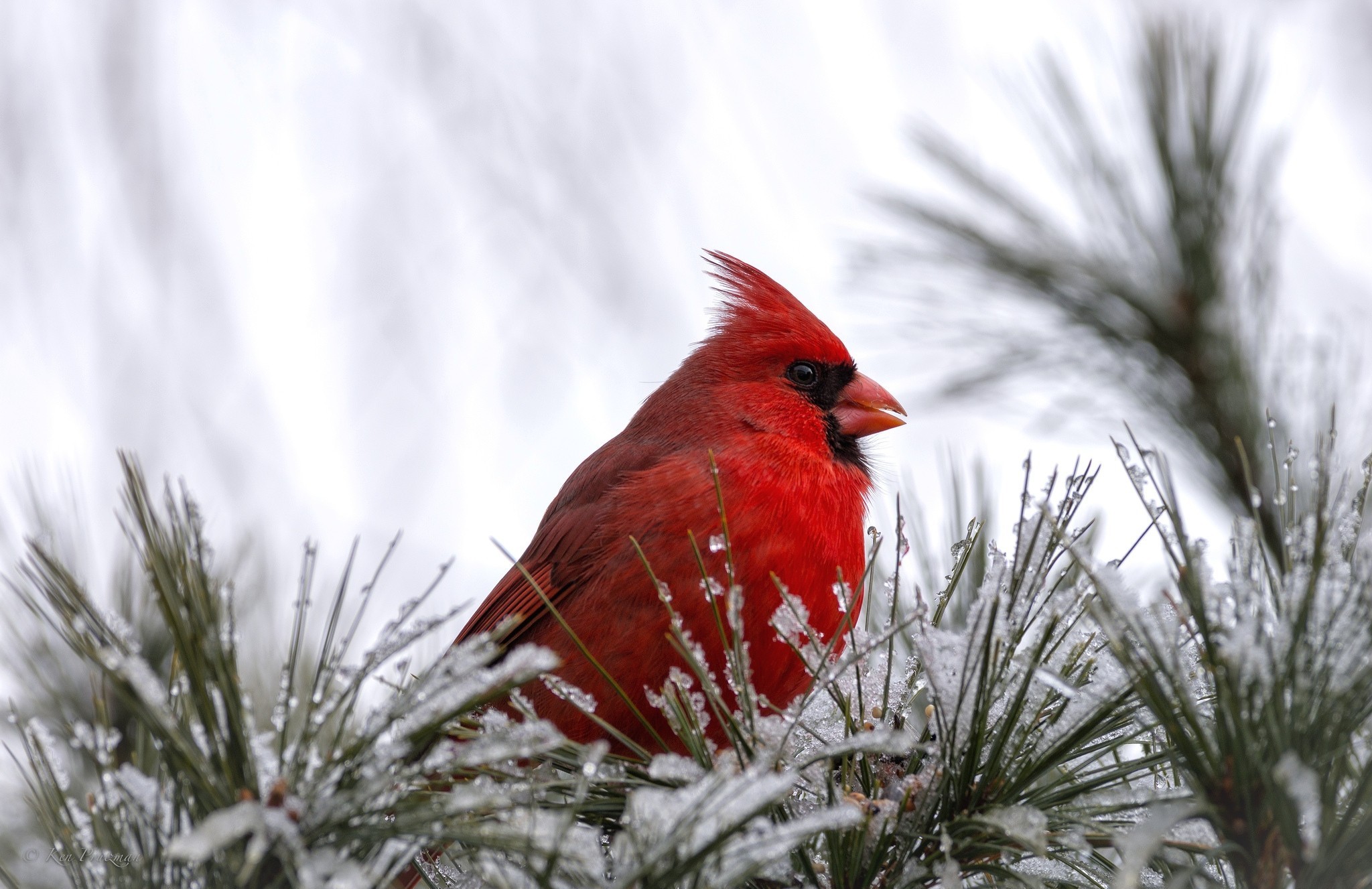 Download Animal Cardinal HD Wallpaper