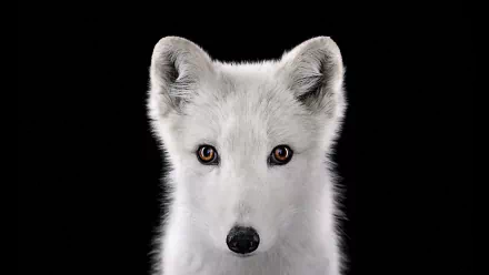Animal arctic fox HD Desktop Wallpaper | Background Image