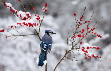 A vibrant blue jay perched on a snow-dusted branch with bright red berries, captured in stunning detail as an HD PC desktop wallpaper background.