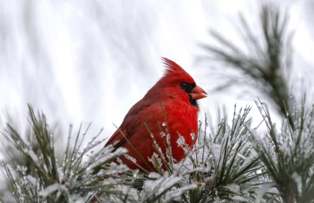 Animal cardinal HD Desktop Wallpaper | Background Image