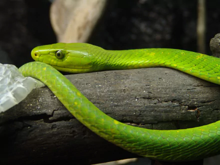 Animal Eastern green mamba HD Desktop Wallpaper | Background Image