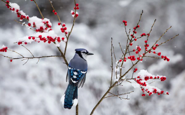 A vibrant blue jay perched on a snow-dusted branch with bright red berries, captured in stunning detail as an HD PC desktop wallpaper background.