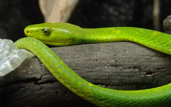 Animal Eastern green mamba HD Desktop Wallpaper | Background Image