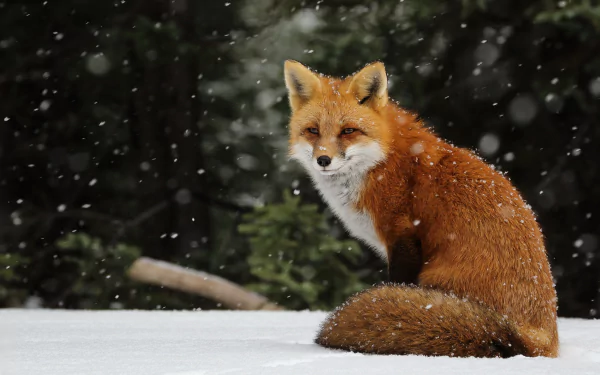 HD wallpaper featuring a vivid image of a red fox sitting in the snow, with snowflakes gently falling around it.