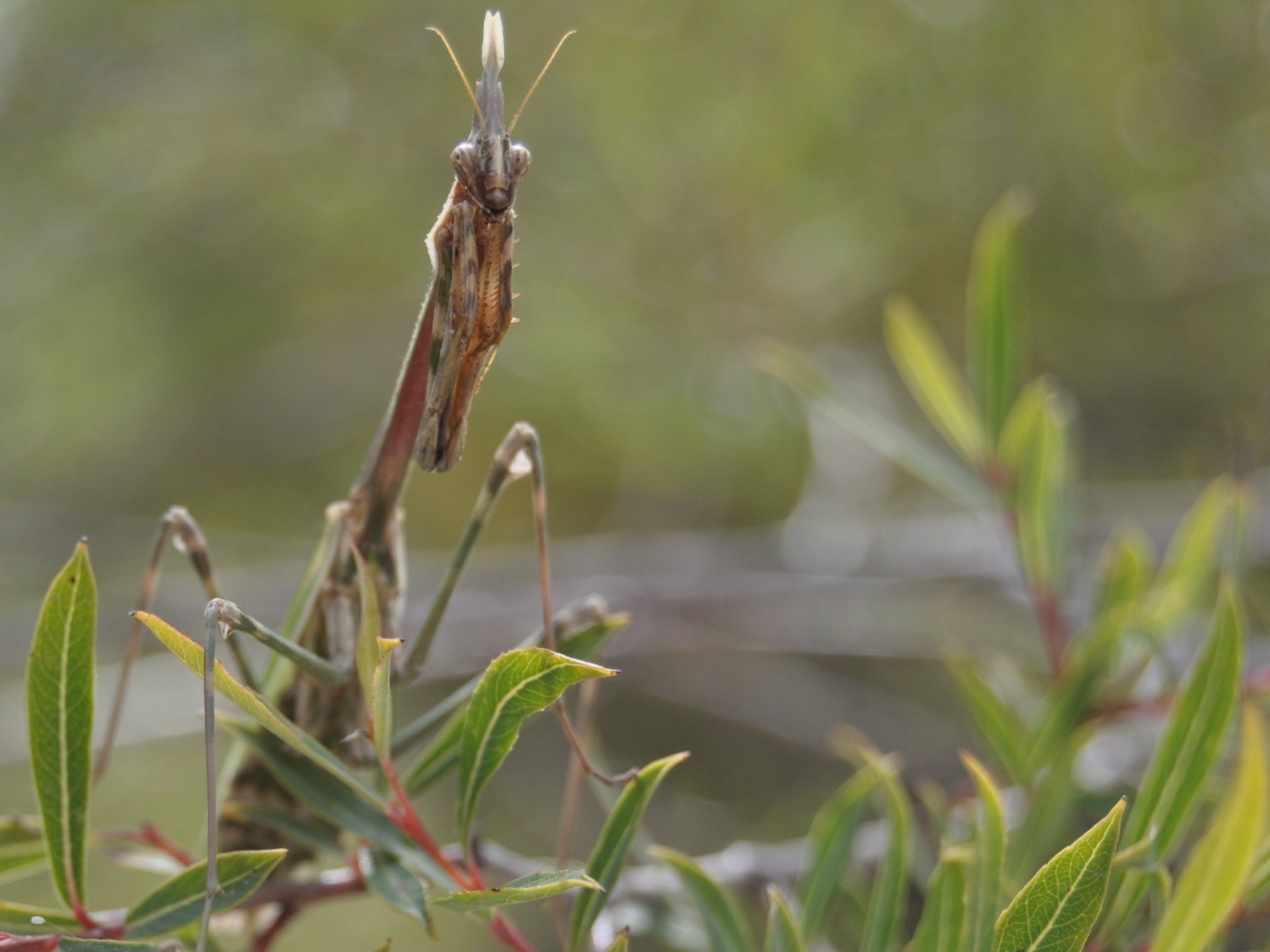 Download Animal Praying Mantis HD Wallpaper