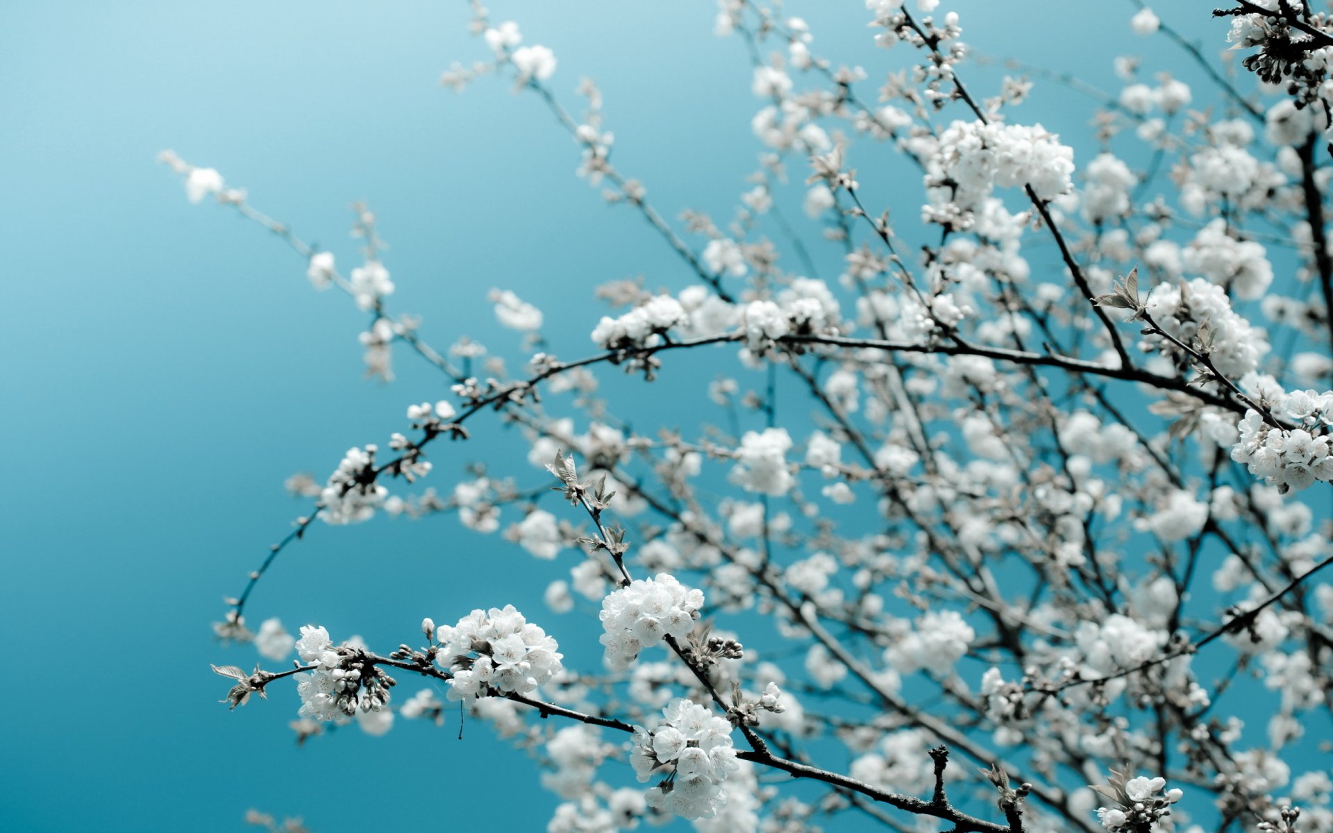 Bunches of White Cherry Blossom by Nila Newsom