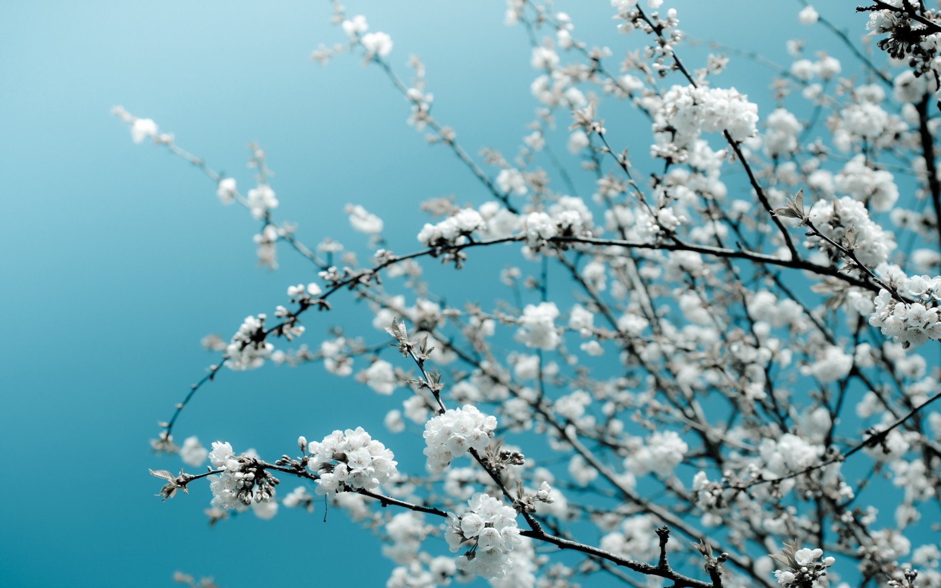 Bunches of White Cherry Blossom Full HD Wallpaper and Background Image