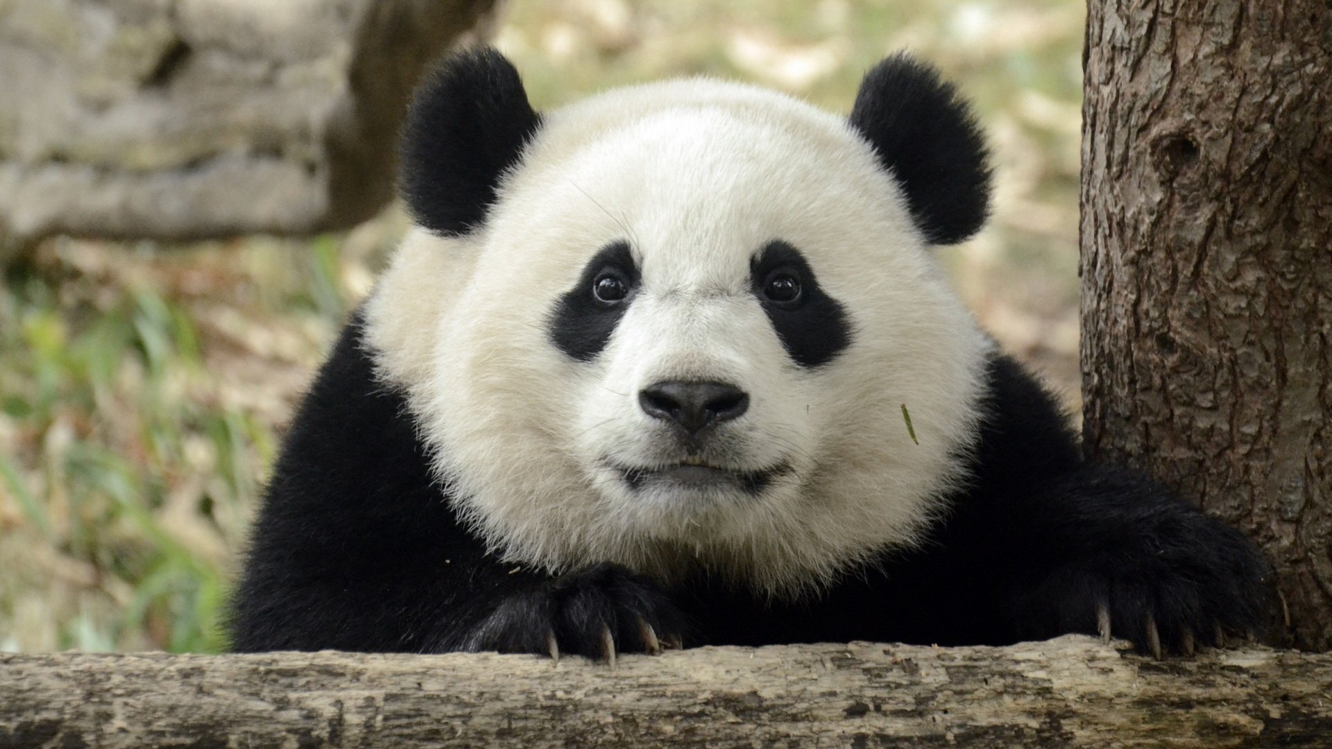 Panda Full HD Wallpaper and Background Image | 1920x1080 | ID:588909