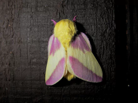 Animal rosy maple moth HD Desktop Wallpaper | Background Image