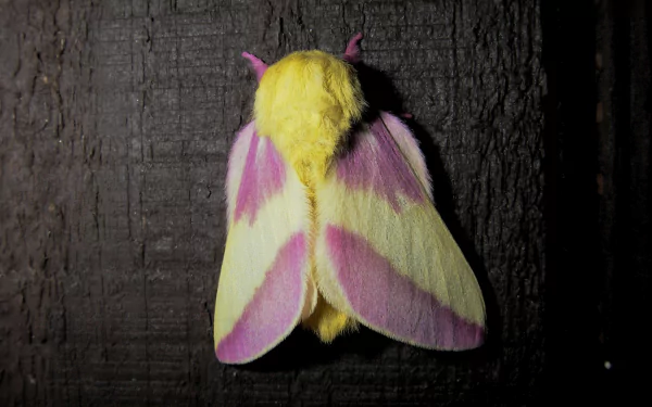 Animal rosy maple moth HD Desktop Wallpaper | Background Image