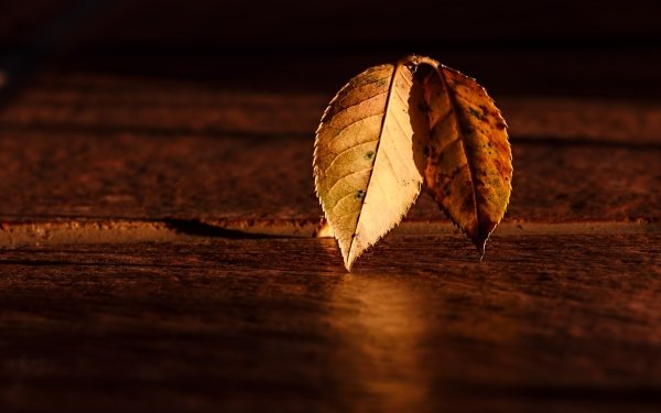 Photography Nature Leaf Fall HD Wallpaper | Background Image