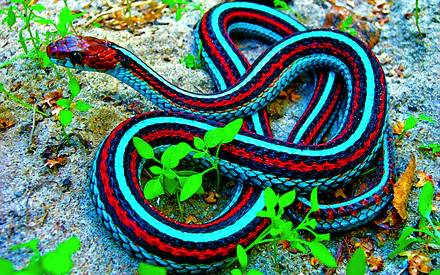 snake Animal garter snake HD Desktop Wallpaper | Background Image