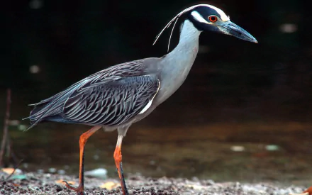 HD PC desktop wallpaper of a heron (animal) with patterned gray feathers, orange legs and a red-ringed eye, standing at the water's edge against a dark background.