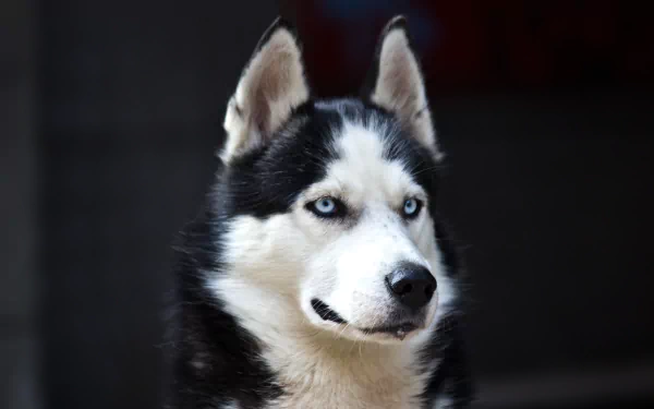 Animal husky HD Desktop Wallpaper | Background Image