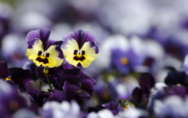 nature pansy HD Desktop Wallpaper | Background Image