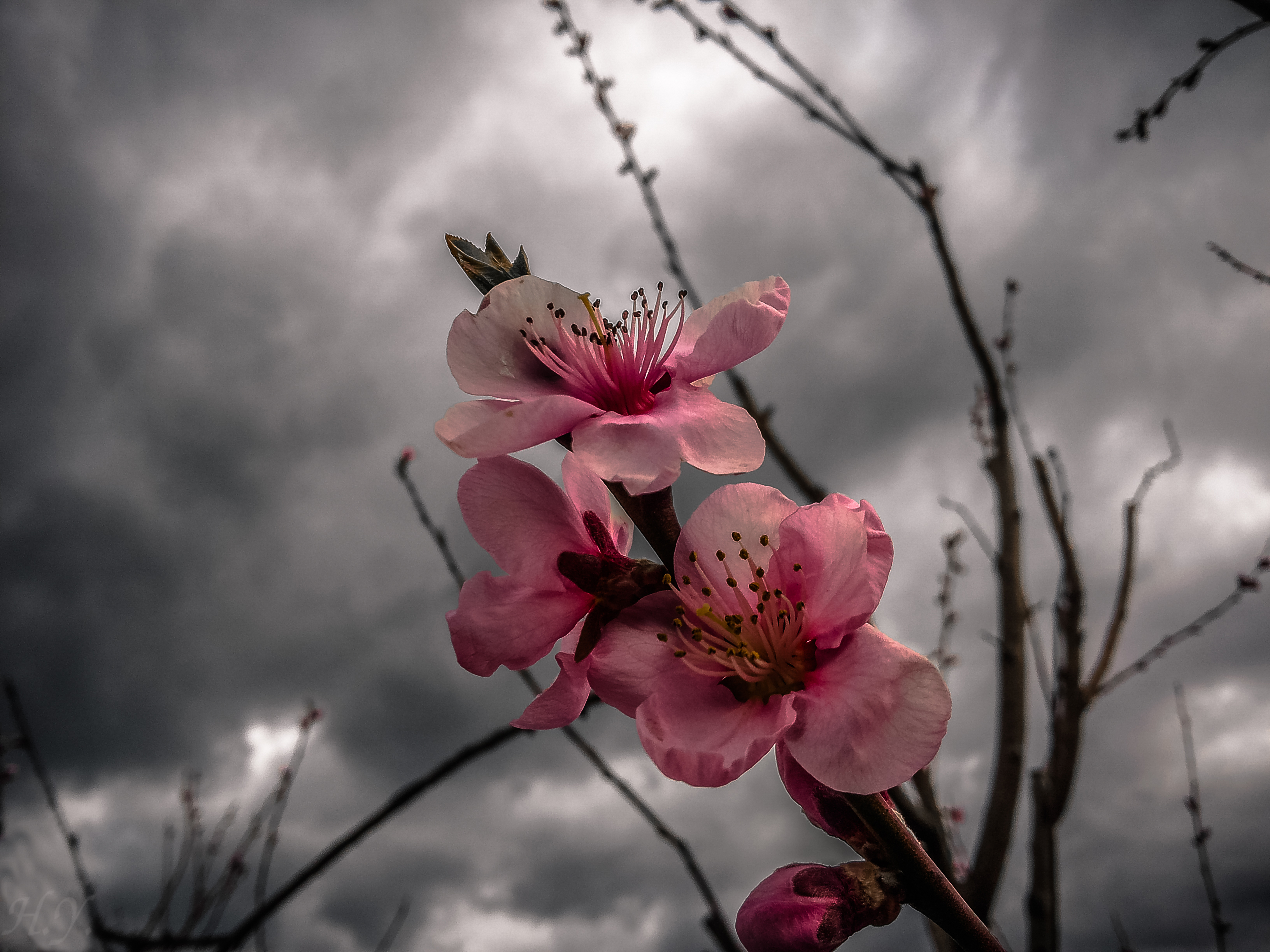 Apricot Blossom and Gloomy Sky