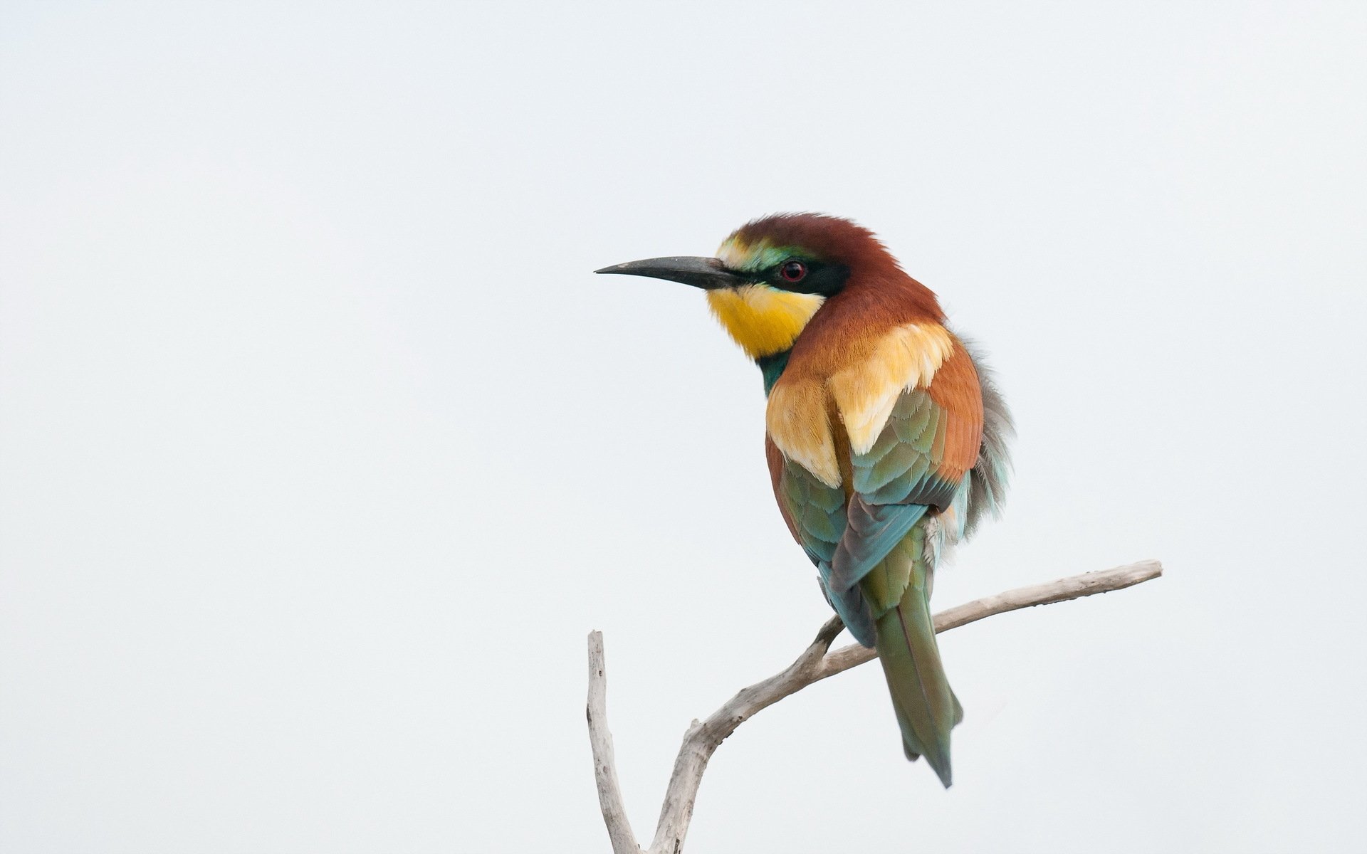 Download Animal Bee-eater HD Wallpaper