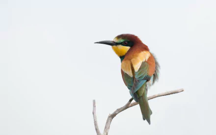 Animal bee-eater HD Desktop Wallpaper | Background Image