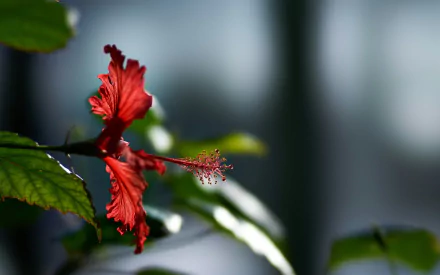 macro nature hibiscus HD Desktop Wallpaper | Background Image