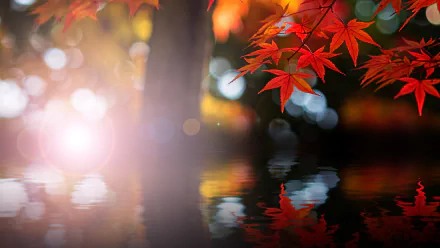 maple leaf nature leaf HD Desktop Wallpaper | Background Image