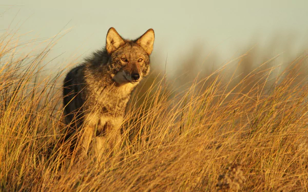 A coyote stands amidst tall grass, bathed in warm sunlight, creating a striking HD PC desktop wallpaper and background that showcases the beauty of wildlife.