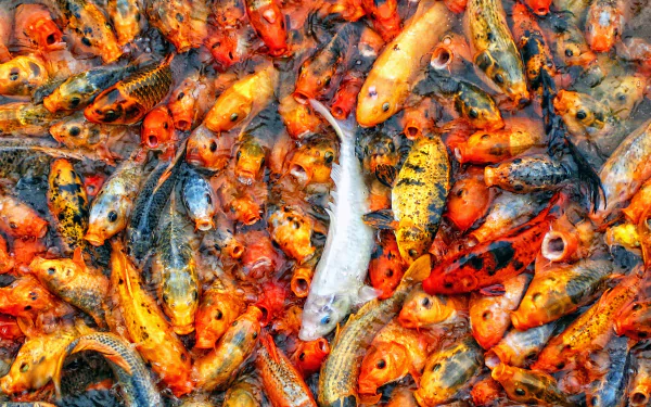 Animal koi HD Desktop Wallpaper | Background Image