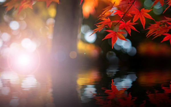maple leaf nature leaf HD Desktop Wallpaper | Background Image