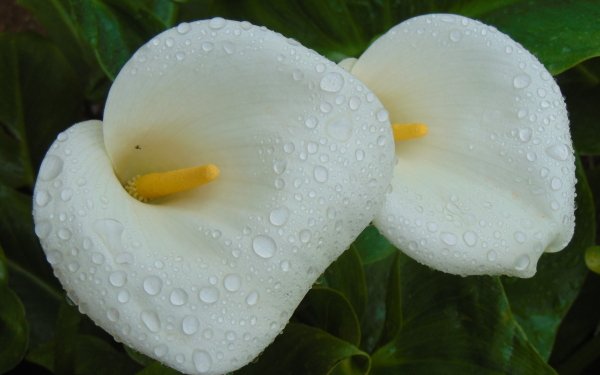 Nature Calla Lily Flowers Dew Macro Flower HD Wallpaper | Background Image