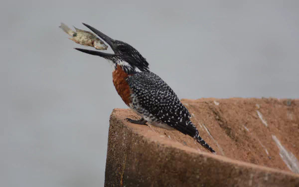  Megaceryle Maximus, Giant Kingfisher