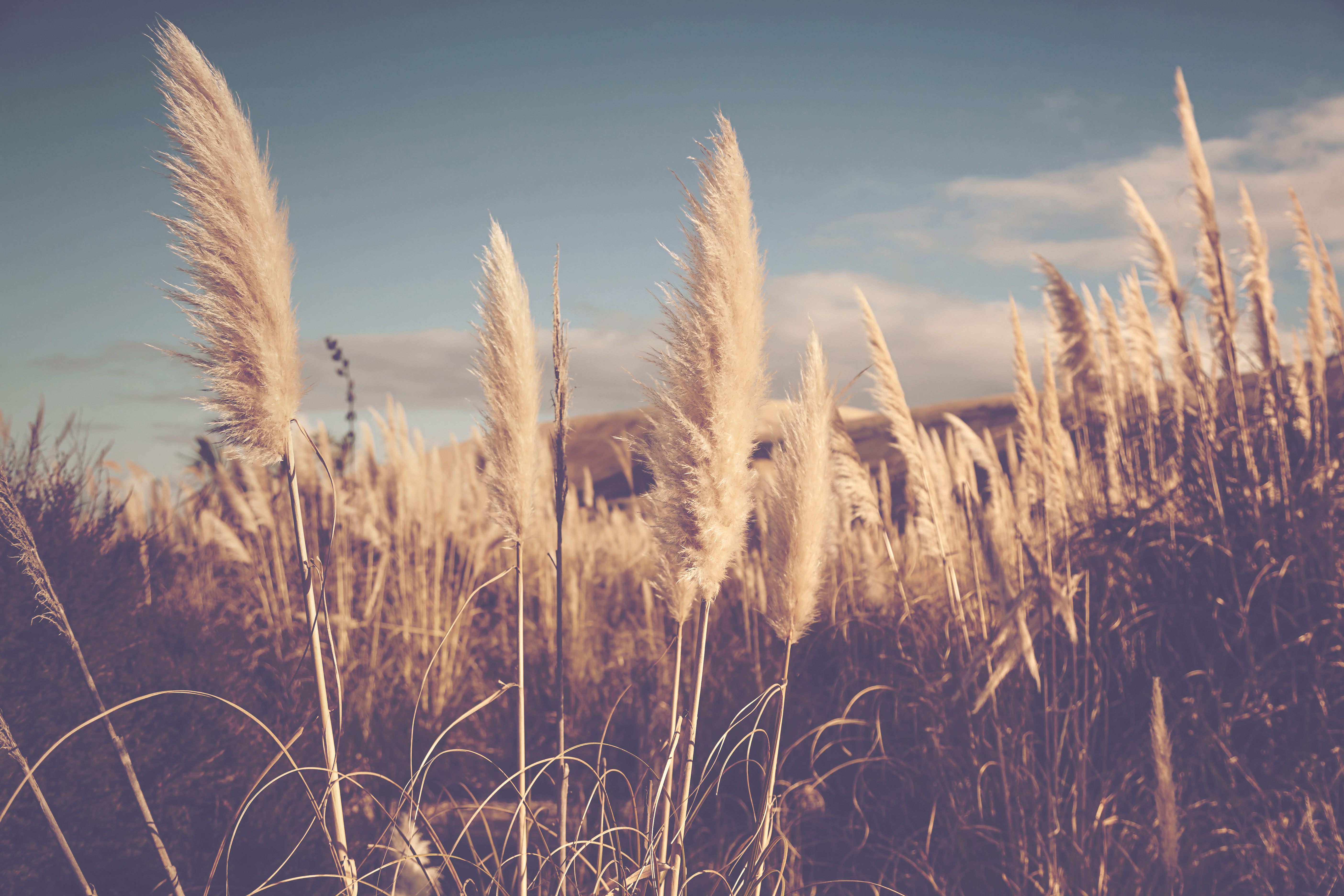 Photography Macro HD Wallpaper | Background Image