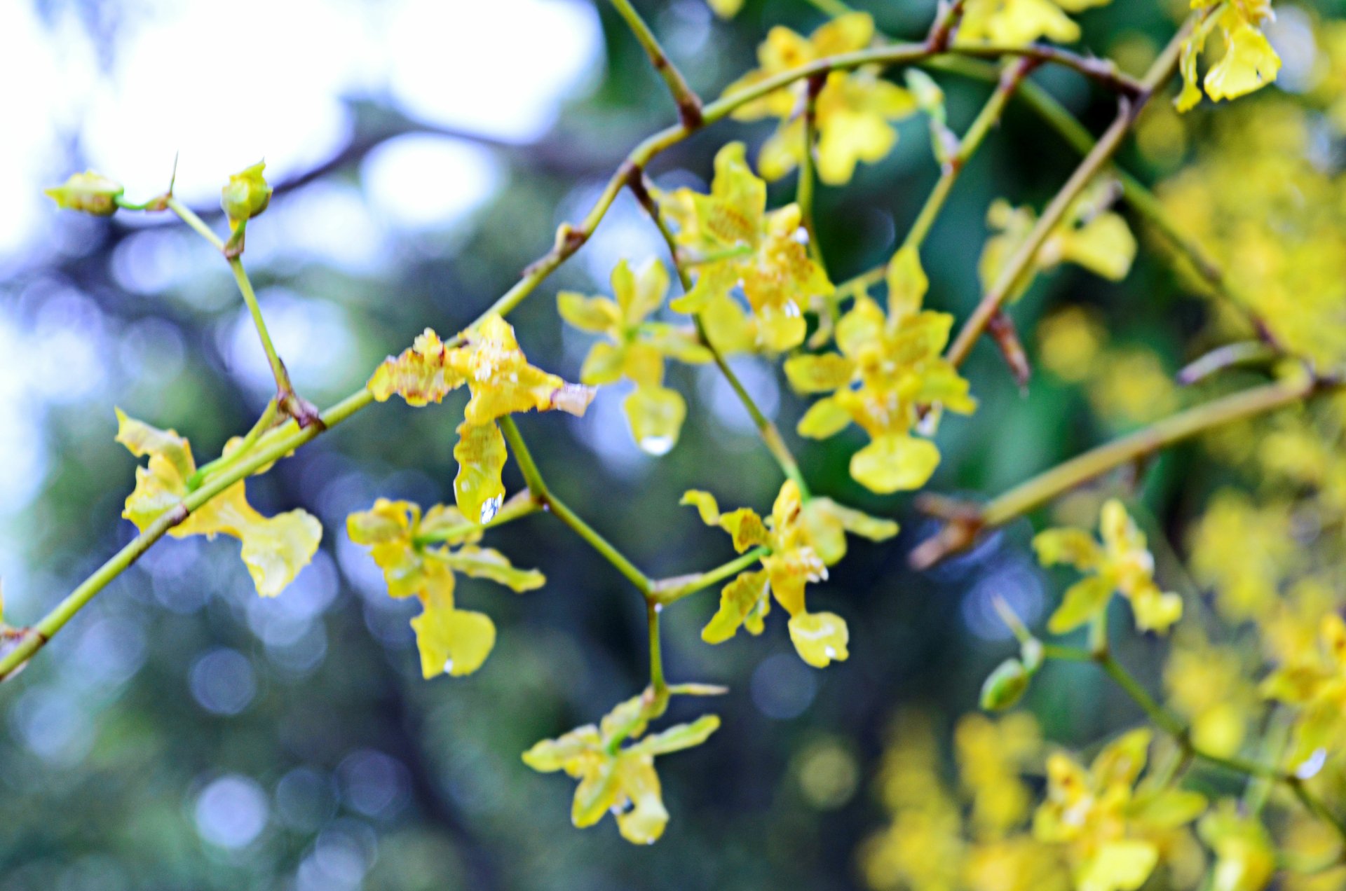 Download Nature Flower 4k Ultra HD Wallpaper