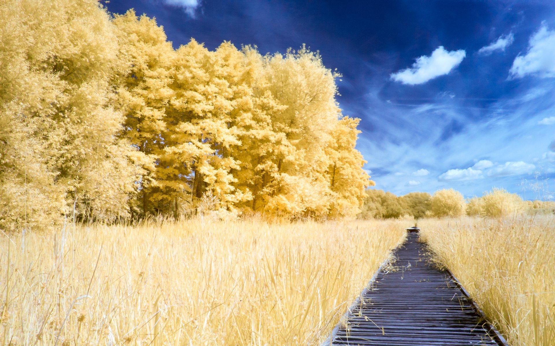 A man-made boardwalk path stretches through a golden-hued forest under a vibrant blue sky, captured in 4K Ultra HD for a stunning nature desktop wallpaper.