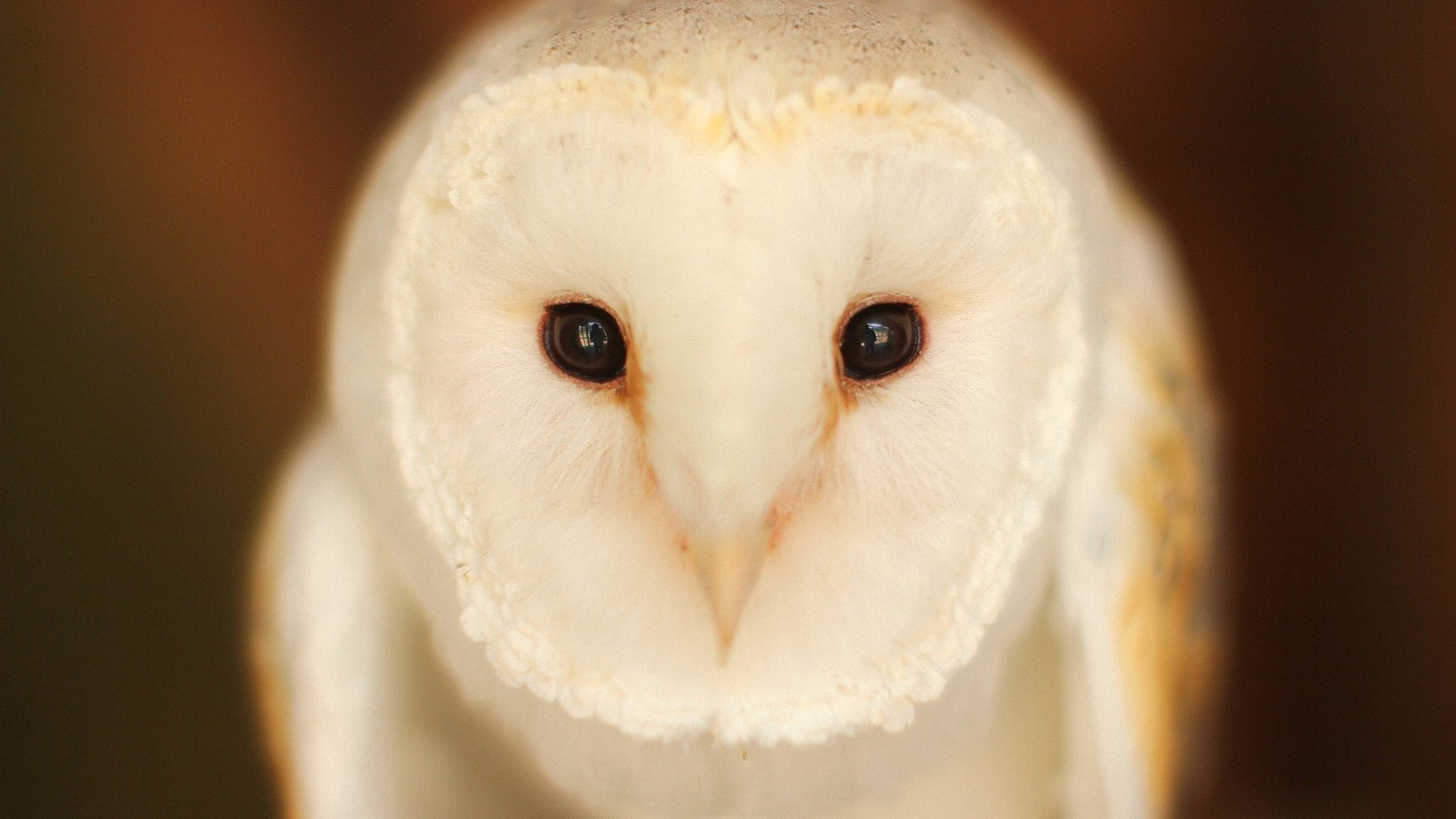 Close-up HD desktop wallpaper of a barn owl with a soft brown and white feather pattern and dark eyes against a blurred warm background.