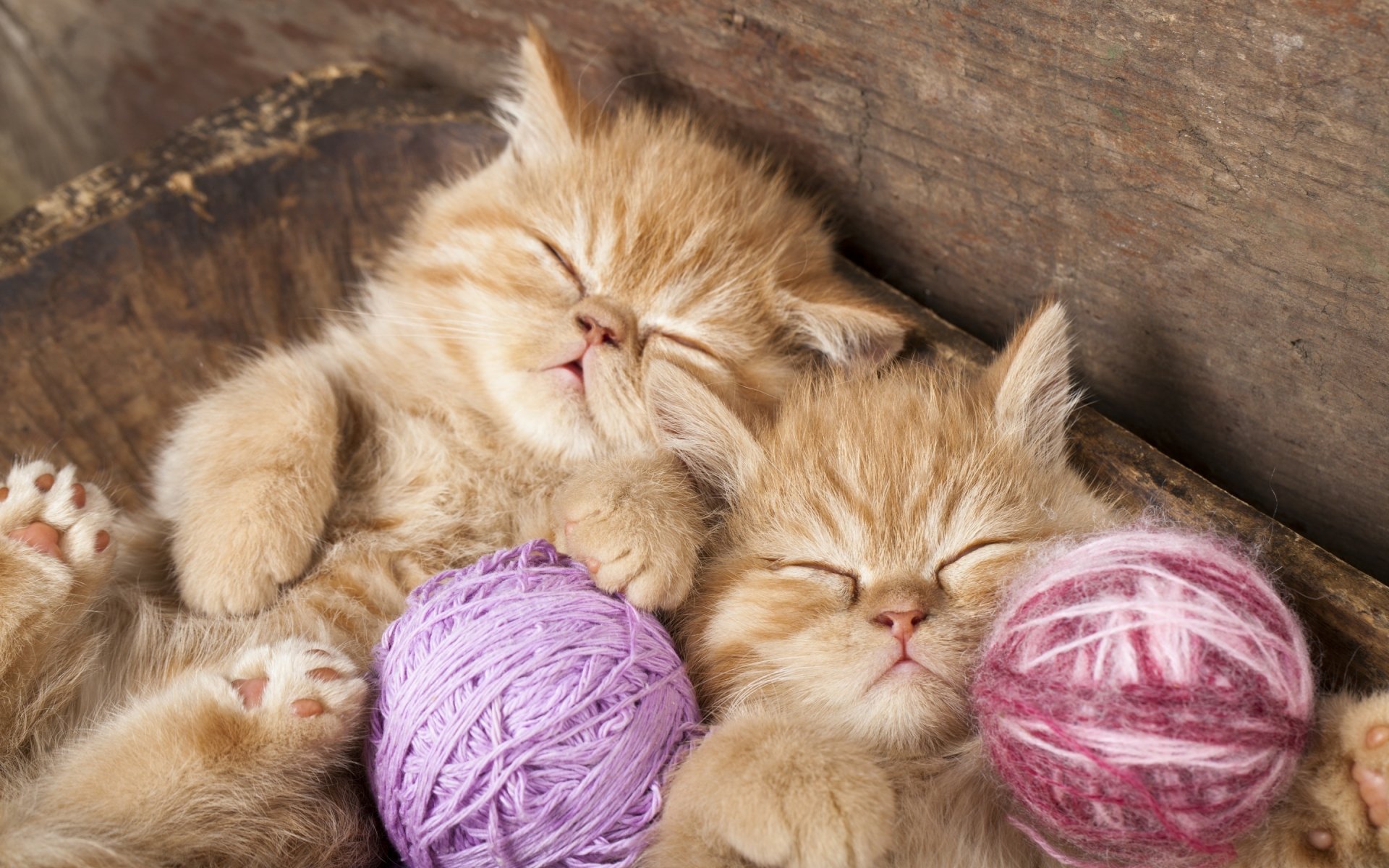HD PC desktop wallpaper and background of two orange kittens (animal: cat) sleeping, cuddled with purple and pink yarn balls inside a rustic wooden box.