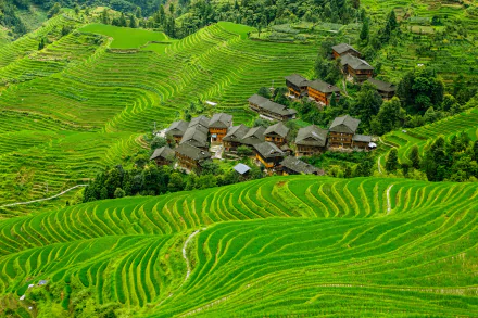 man made rice terrace terraced field HD Desktop Wallpaper | Background Image